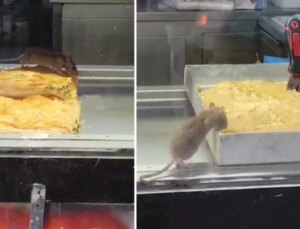 Burası Hindistan değil Türkiye! Böreği insanlardan önce fare yedi