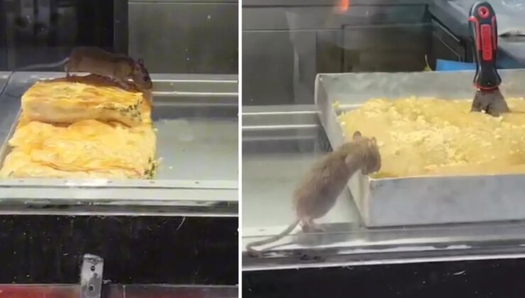 Burası Hindistan değil Türkiye! Böreği insanlardan önce fare yedi