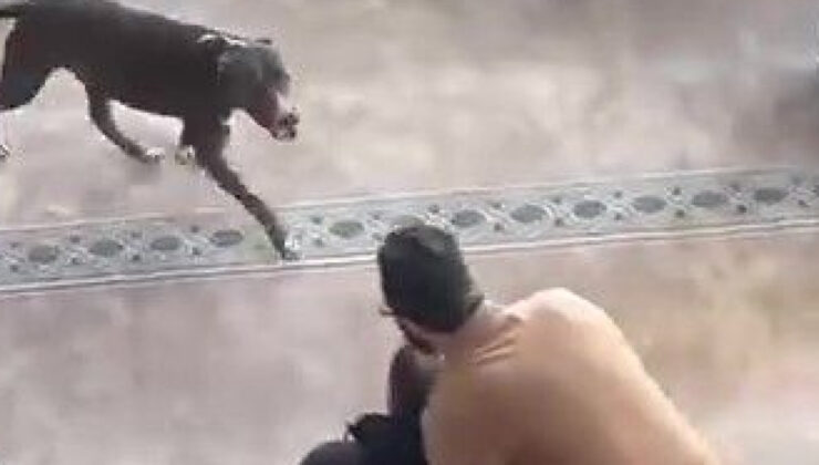 Camiye bir anda pitbull girdi!