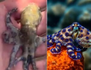 Dünyanın en ölümcül deniz canlılarından birine dokunan turist tehlikeyi sonra fark etti