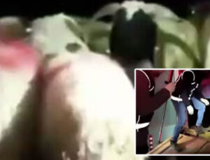 Şeytanın aklına gelmez! 29 koyunun karnında dikiş izi vardı!