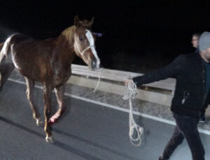 Valilikten açıklama! Kaçan safkanlar için soruşturma!