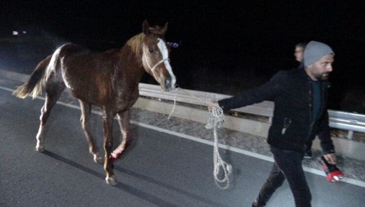 Valilikten açıklama! Kaçan safkanlar için soruşturma!